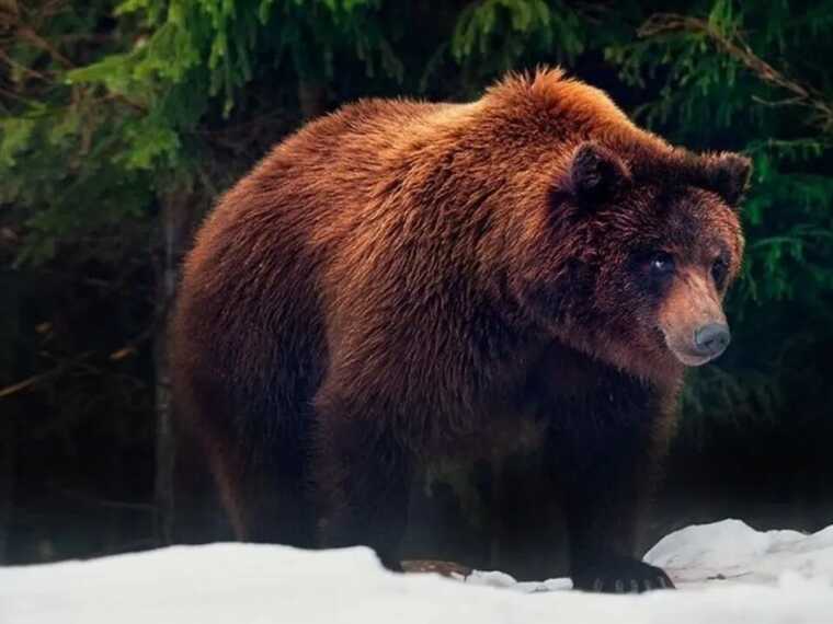В Карпатах одинокая туристка наткнулась на огромного медведя