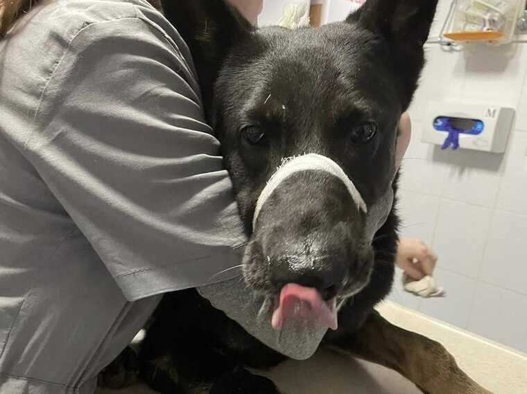 На Закарпатье неизвестные расстреливают животных