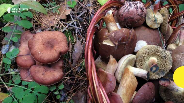 У Львівській області померла 37-жінка від отруєння грибами