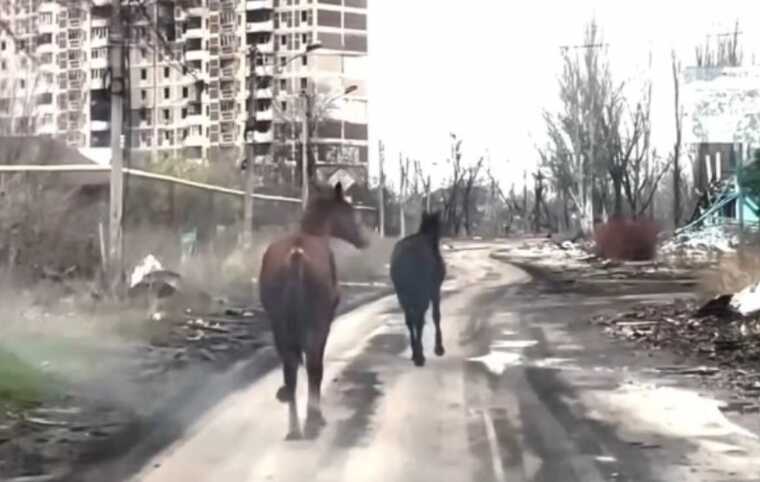 В Авдеевке "Белые ангелы" спасли двух породистых лошадей, — МВД