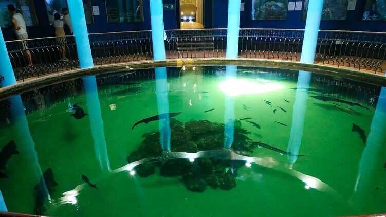В окупованому Севастополі внаслідок шторму загинули тварини у музеї-акваріумі
