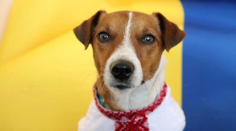 Россияне запустили фейк, что ПЦУ канонизировала пса Патрона