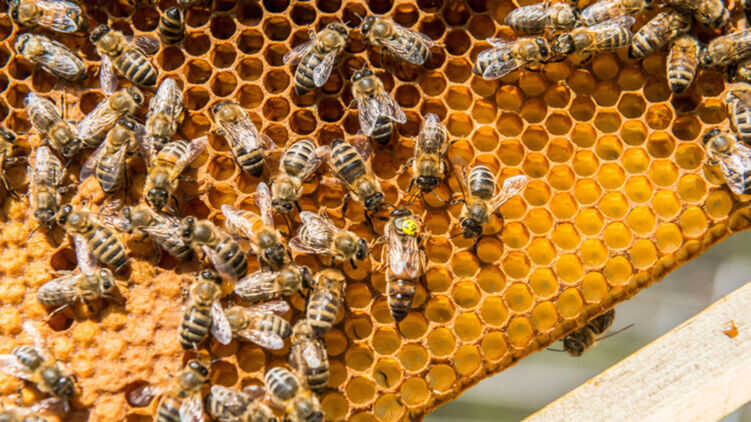 МОЗ нагадав, що лікування бджолами та медом недоказово
