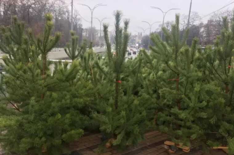 Покарають продавців та покупців: українців попередили про штраф за незаконну ялинку