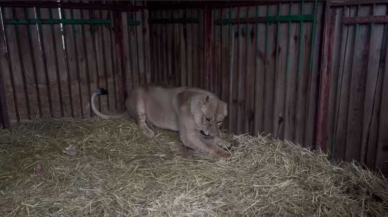 У київському Центрі порятунку тварин левиця Юна через ранкові обстріли отримала серйозну контузію