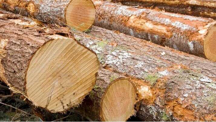 У нацпарку на Одещині знищили ліс вартістю 145 мільйонів гривень