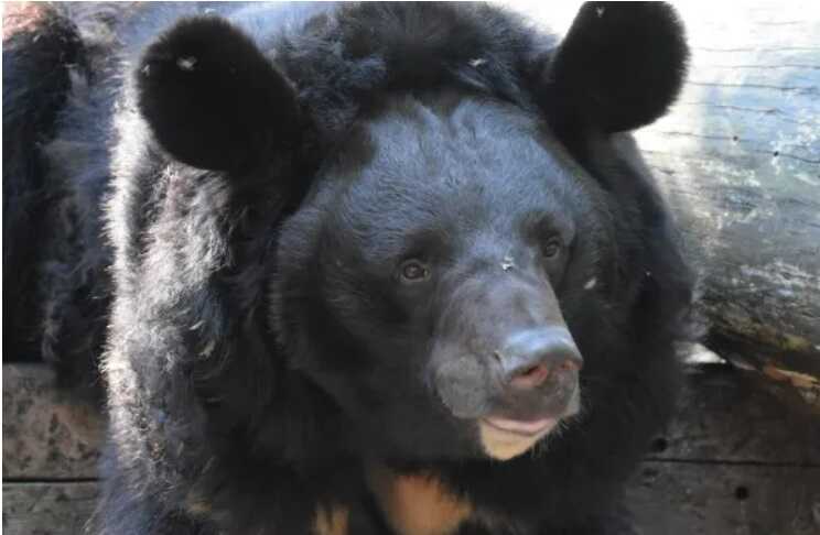 Медведь, которого спасли из-под обстрелов в Украине, нашел новый дом