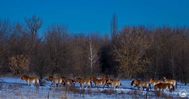 Російська агресія завдала природно-заповідному фонду Київщини збитків на 382 мільйона гривень