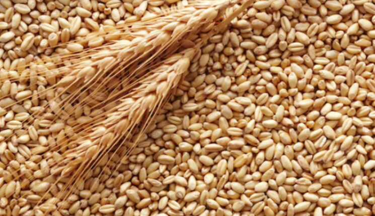 Окупанти вивезли з окупованих територій майже 5 мільйонів тонн зерна, – ЦНС