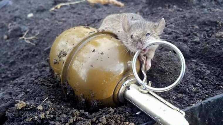 Гризуни заполонили окопи в Україні. Це похмуре відлуння Першої світової війни