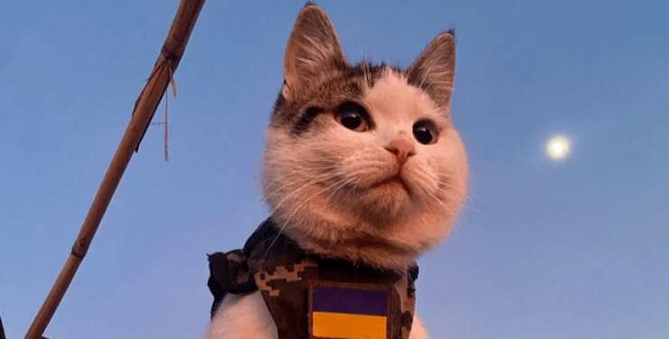 Бойові коти: Україна залучає домашніх улюбленців до боротьби проти РФ, — Рolitico