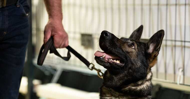 В Украине разрешили брать домашних животных в укрытие