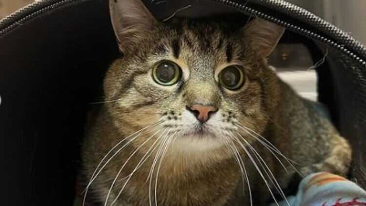 Кот-блогер Степан захворів після ракетного обстрілу Харкова російськими окупантами