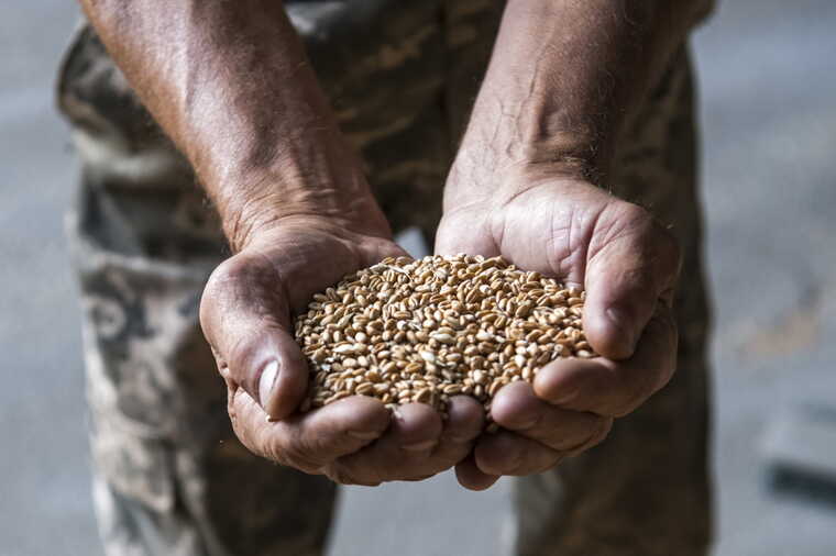 Польша усиливает контроль за украинским зерном из-за его большого объема и качества