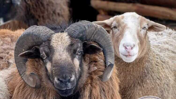 Вівця та баран стали найромантичнішою парою на День закоханих в Одесі
