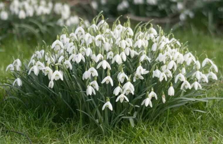 Українців штрафуватимуть за торгівлю квітами: про які рослини йдеться