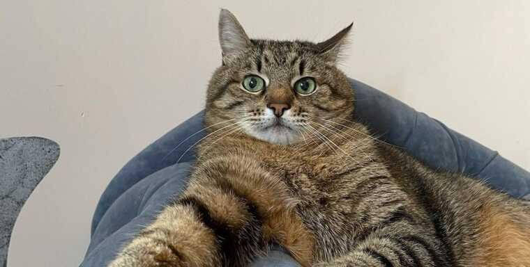 Кота Степана відвезли з Харкова