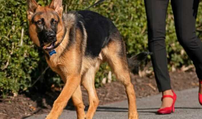 Собаку Байдена, який кусав агентів секретної служби, «виселили» з Білого дому