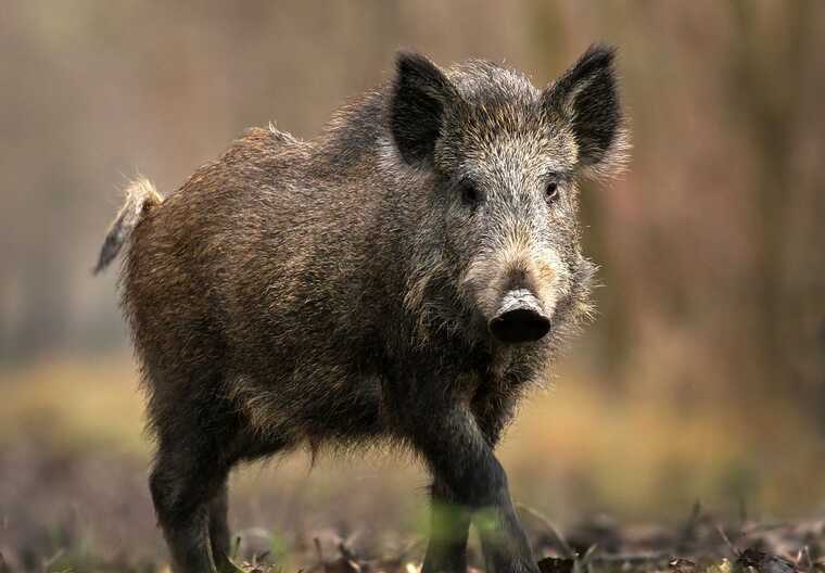 На Тернопільщині водій BMW зіткнувся на дорозі з кабаном
