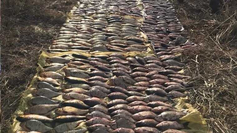 У Київській області у лютому браконьєри наловили риби на мільйон гривень