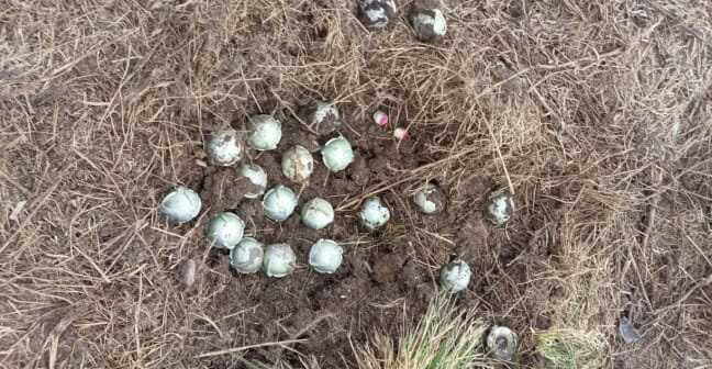 Загарбники дистанційно замінували кульковими бомбами територію на півночі Сумщини