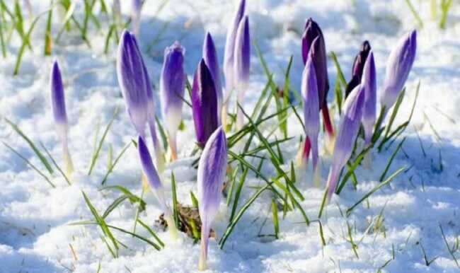 В Украину идет настоящая весна: синоптики прогнозируют тепло