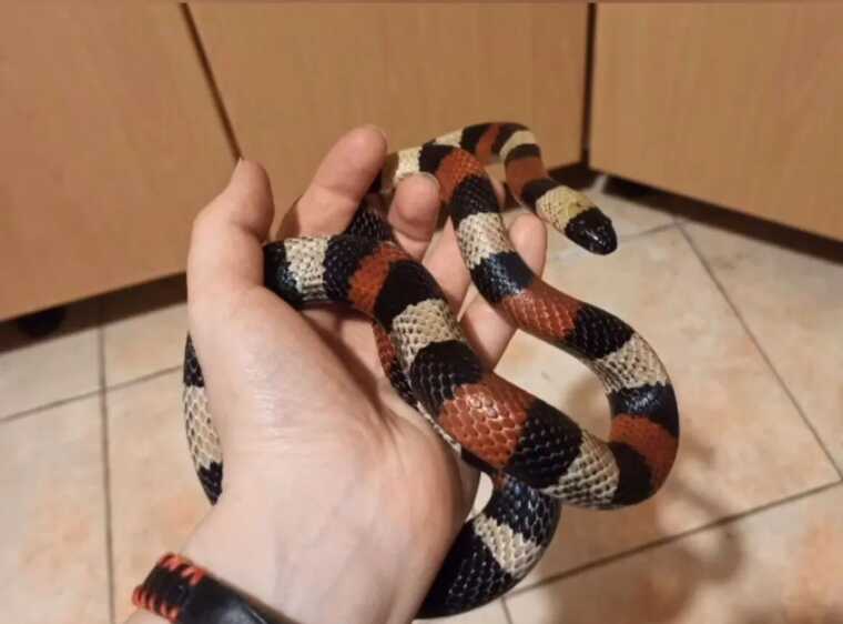 У Києві жінка знайшла під капотом свого авто змію з Центральної Мексики