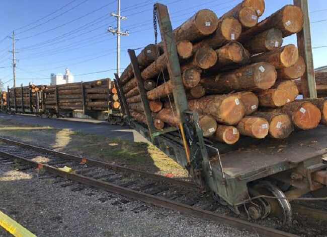 Польша в обход санкций покупает древесину из Беларуси, – СМИ
