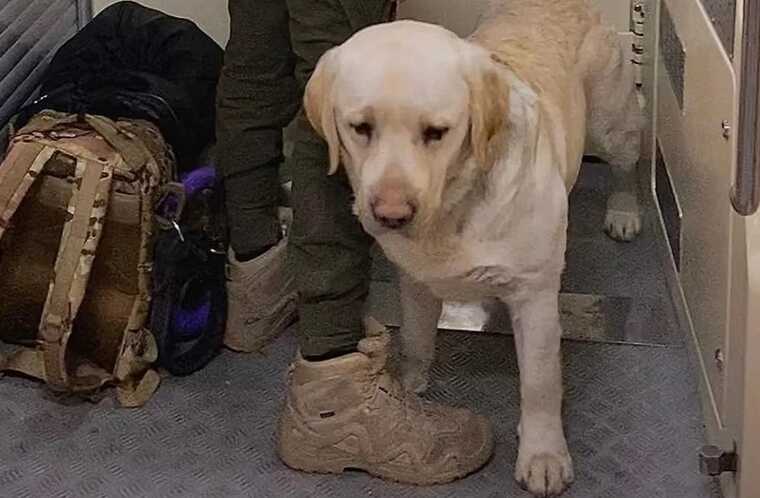 «Укрзалізниця» після скандалу з військовим і службовим собакою ухвалила важливе рішення