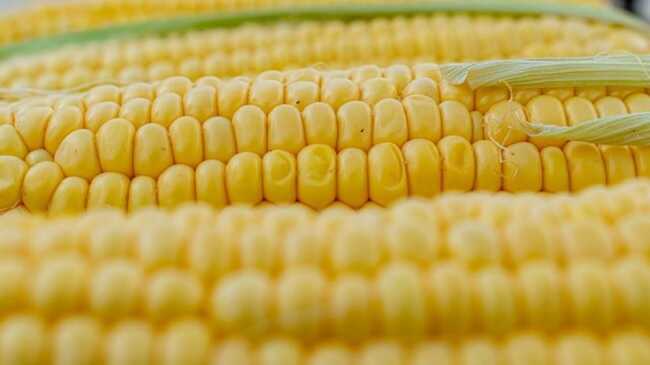 Bloomberg: Китай відмовляється від української кукурудзи