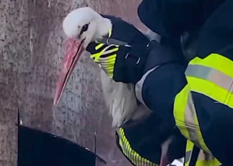 На Хмельниччині врятували лелеку, який впав у колодязь водонапірної вежі