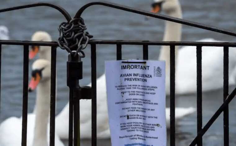 Нова пандемія на підході: пташиний грип підібрався небезпечно близько