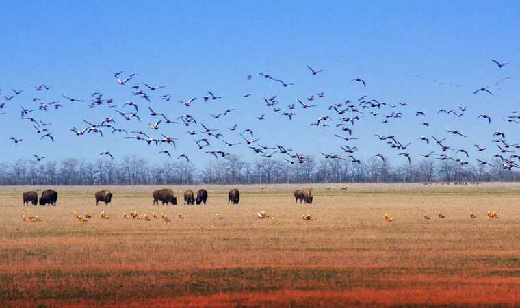 Окупанти планують вивезти тварин із заповідника “Асканія-Нова” на окупованій Херсонщині