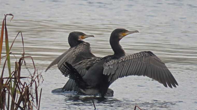 Екологічна катастрофа на Дністрі: велика кількість бакланів поселились на берегах