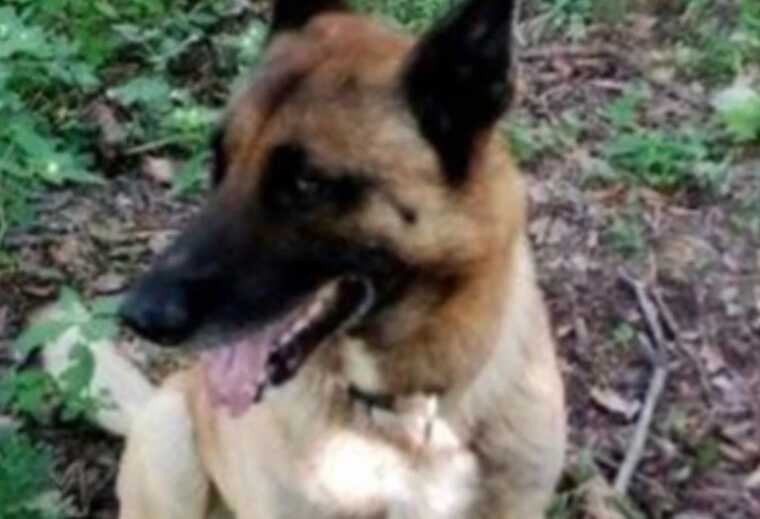 У Києві чоловік убив бельгійську вівчарку ветерана АТО