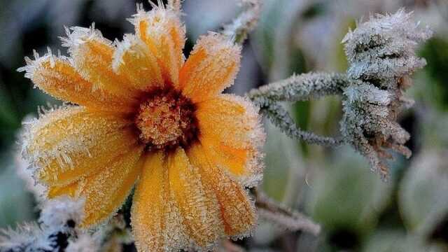 Заморозки накриють Україну, — Укргідрометцентр