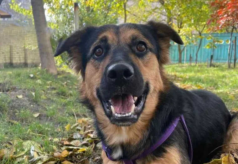 У Києві п’яний чоловік жбурнув об асфальт собаку сусідки