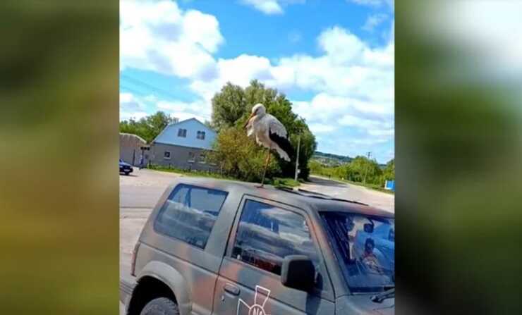 У мережі показали лелеку, який умостився просто на даху машини бійців ЗСУ