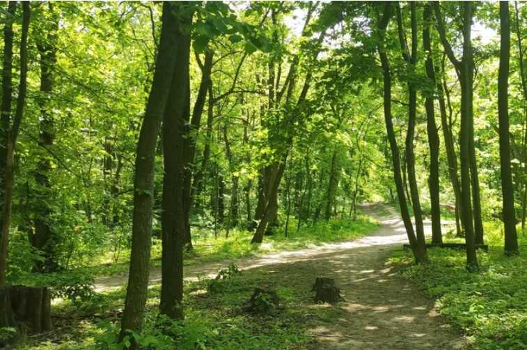 У Києві в лісосмузі виявили повішеного чоловіка