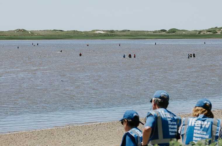 У США за останні 25 років зафіксували наймасовіший викид дельфінів на мілину