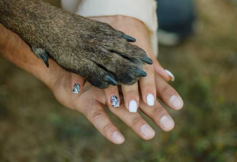 На весіллі прикордонника пес Потап став свідком