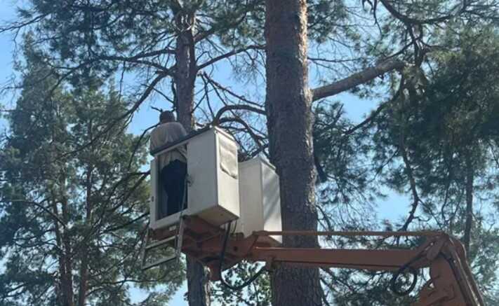 Під Києвом у сосні виявили нездетоновані залишки протитанкового ракетного комплексу