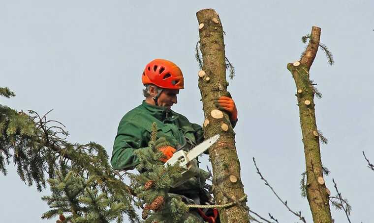 Майже 3 мільйони гривень планують витратити на обрізання дерев у Святошинському районі Києва