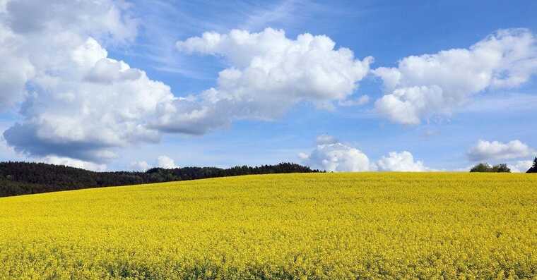 В начале сентября в Украине прогнозируют значительное понижение температуры