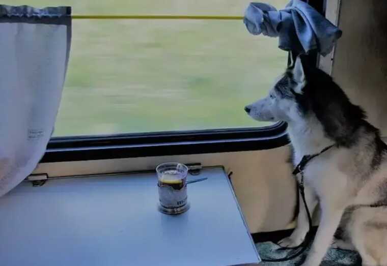 В «Укрзалізниці» хочуть замовити штори для вагонів на 7 мільйонів