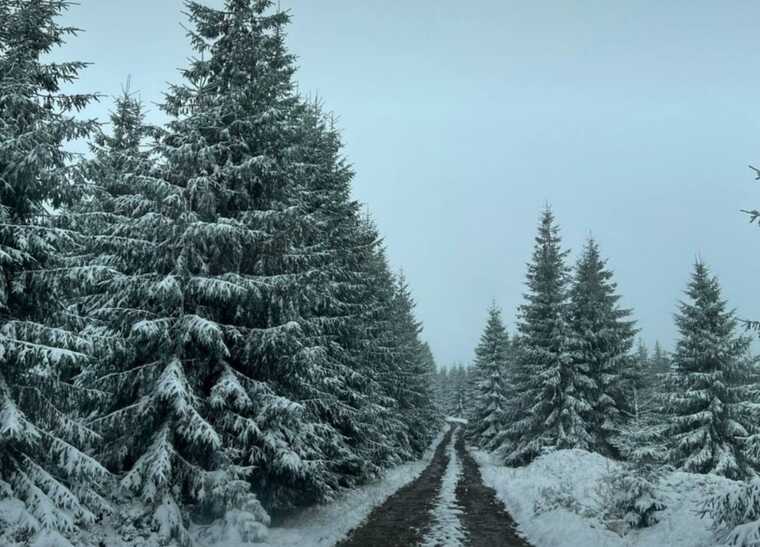 У мережі публікують фото та відео снігу в західних областях України