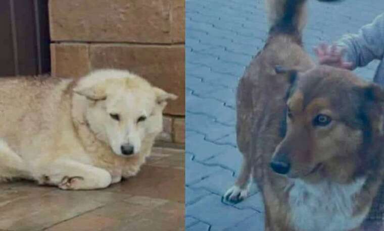 В селе Чагор в Черновицкой области неизвестные расстреляли двух бездомных собак