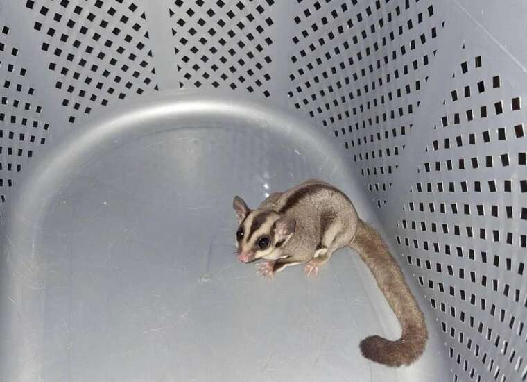 В Киеве женщина обнаружила у себя на балконе экзотическое животное