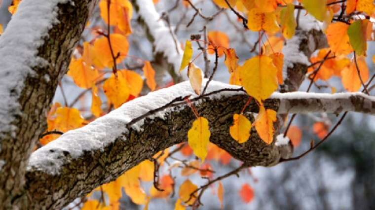 Незабаром в Україні очікується мокрий сніг і заморозки