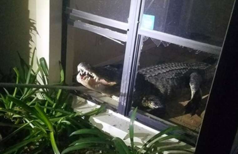У Флориді після потужного урагану люди знаходять алігаторів у затоплених будинках